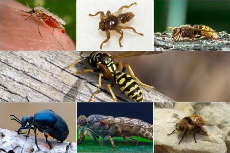 Укус может убить. Эксперт Кифель назвал самых опасных насекомых России