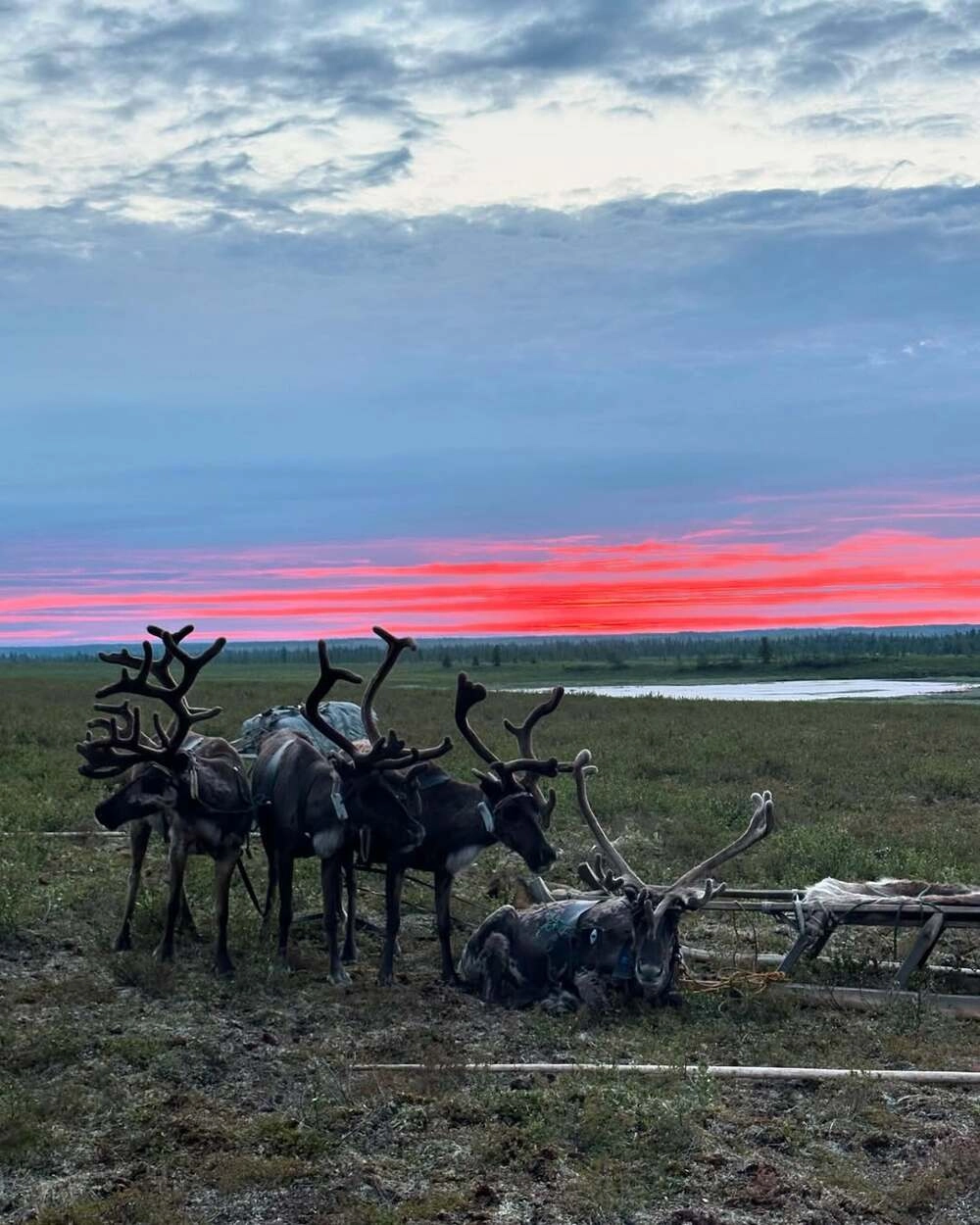
        «Учился ходить». Долларовый миллионер Овчинников стал оленеводом в тундре    