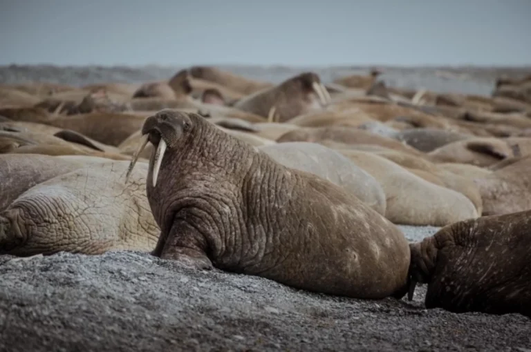 Остров моржей. Проведено крупнейшее исследование арктической природы России