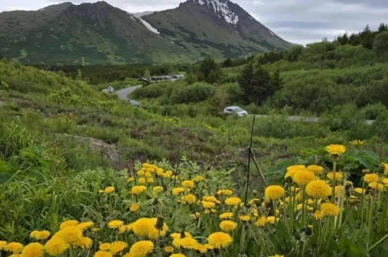 Ожидаются подвижки. На Аляске может произойти землетрясение
Ожидаются подвижки. На Аляске может произойти землетрясение