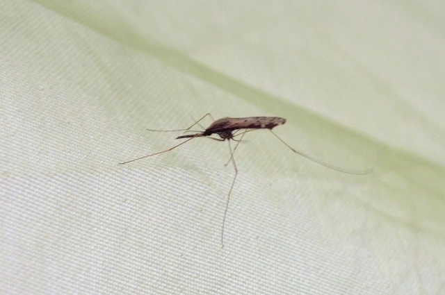 Укус может убить. Эксперт Кифель назвал самых опасных насекомых России
Укус может убить. Эксперт Кифель назвал самых опасных насекомых России