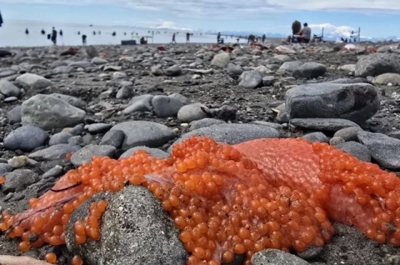 Ожидаются подвижки. На Аляске может произойти землетрясение
Ожидаются подвижки. На Аляске может произойти землетрясение