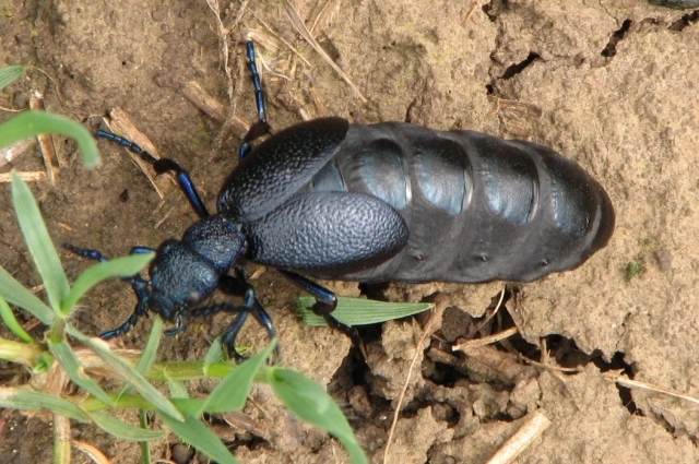 Укус может убить. Эксперт Кифель назвал самых опасных насекомых России
Укус может убить. Эксперт Кифель назвал самых опасных насекомых России