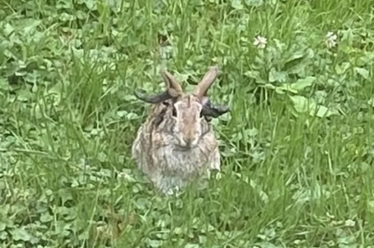 Ветеринар Неронов объяснил аномалию с «кроликами Франкенштейна» в США