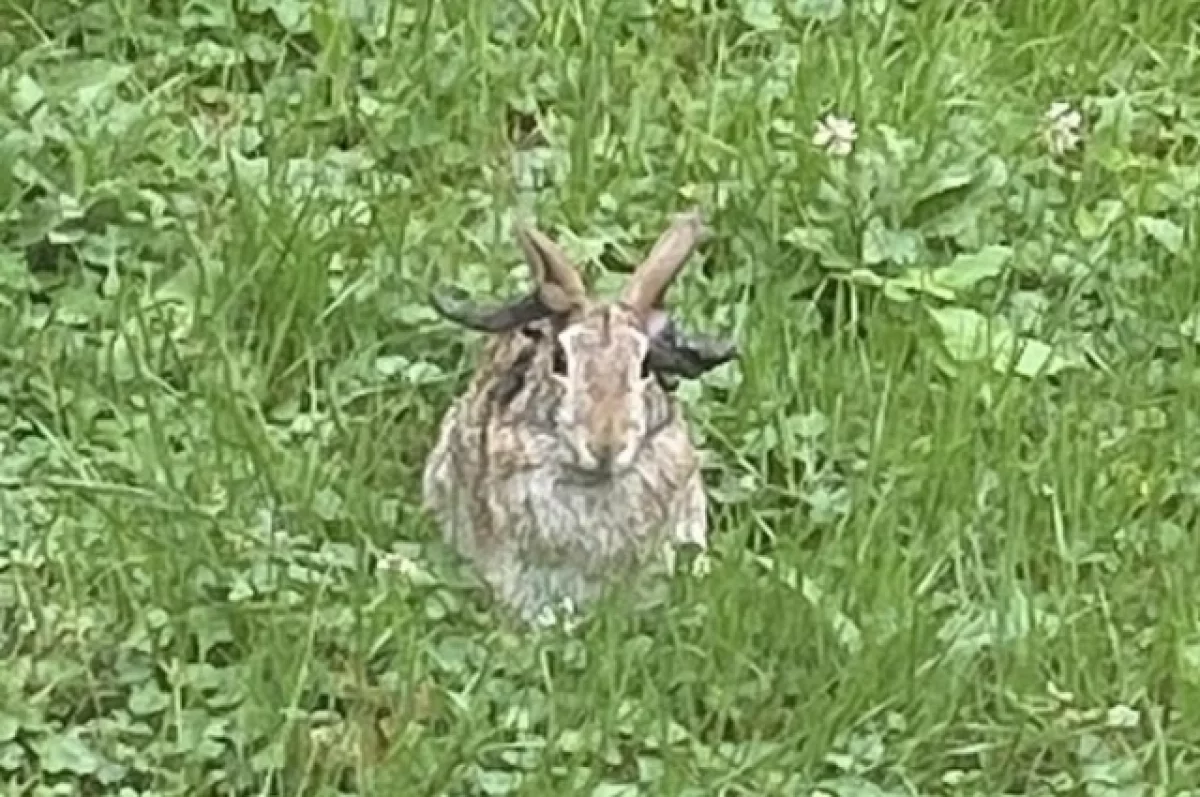 Ветеринар Неронов объяснил аномалию с «кроликами Франкенштейна» в США
Ветеринар Неронов объяснил аномалию с «кроликами Франкенштейна» в США