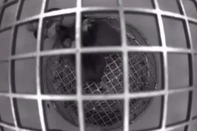 Роскосмос показал видео с мышами в невесомости на борту «Биона-М»