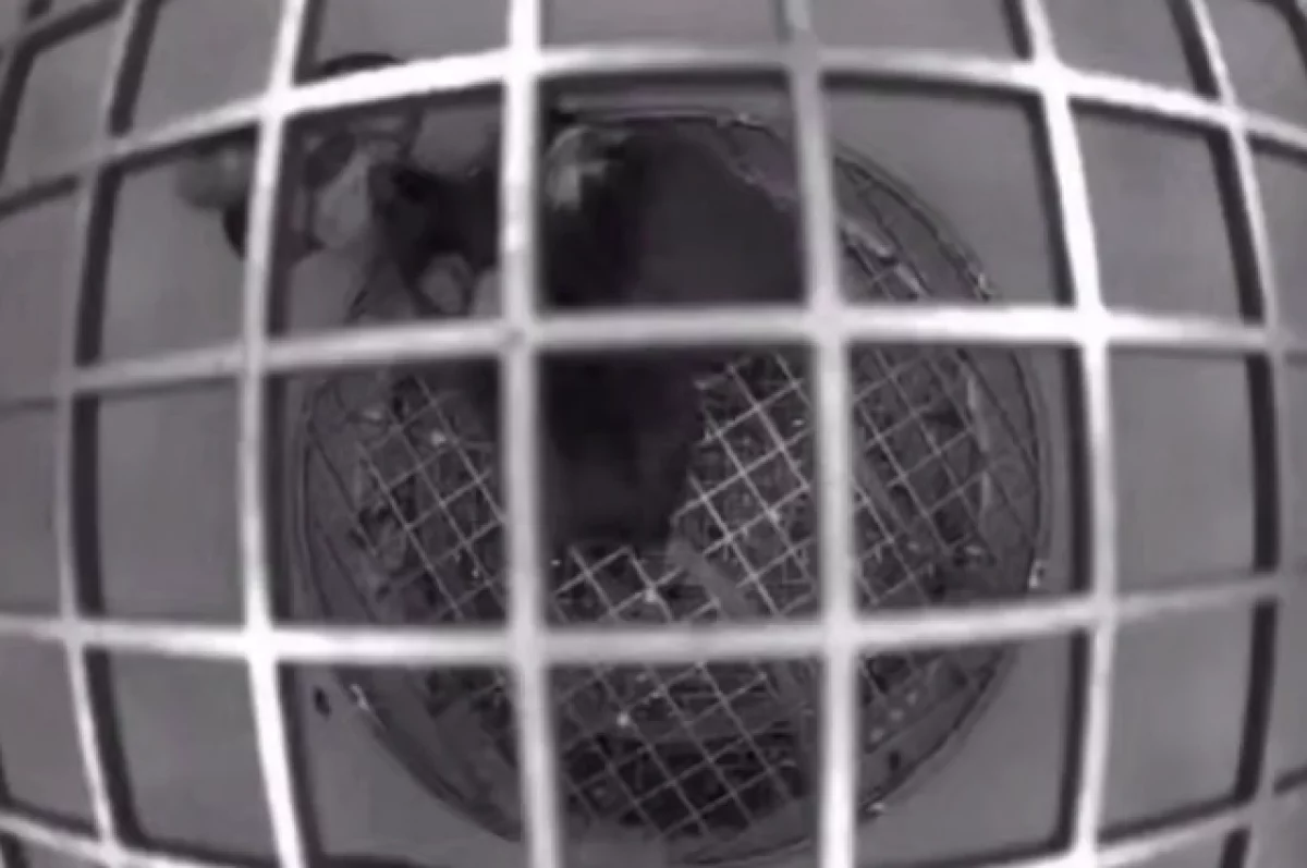 Роскосмос показал видео с мышами в невесомости на борту «Биона-М»
Роскосмос показал видео с мышами в невесомости на борту «Биона-М»