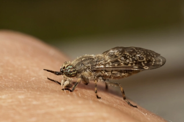 Укус может убить. Эксперт Кифель назвал самых опасных насекомых России
Укус может убить. Эксперт Кифель назвал самых опасных насекомых России