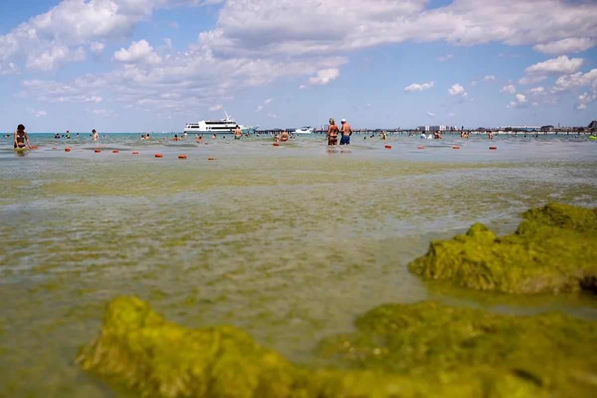 «Цветущий» водоём. Водоросли Чёрного моря угрожают бархатному сезону
«Цветущий» водоём. Водоросли Чёрного моря угрожают бархатному сезону