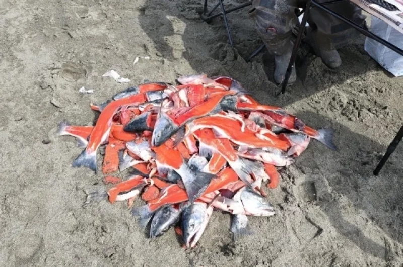 Ожидаются подвижки. На Аляске может произойти землетрясение
Ожидаются подвижки. На Аляске может произойти землетрясение