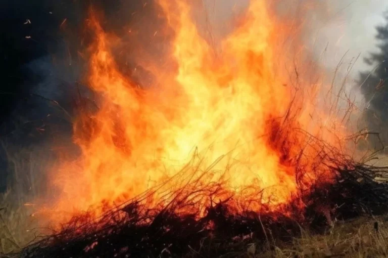 МЧС: площадь лесного пожара в Геленджике достигла 39 гектаров