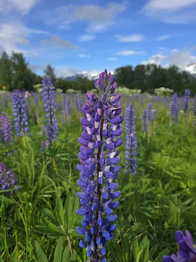 Ожидаются подвижки. На Аляске может произойти землетрясение
Ожидаются подвижки. На Аляске может произойти землетрясение