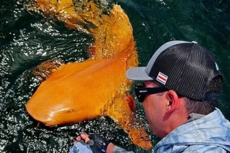 Рыбаки нечаянно поймали в Коста-Рике первую в мире оранжевую акулу