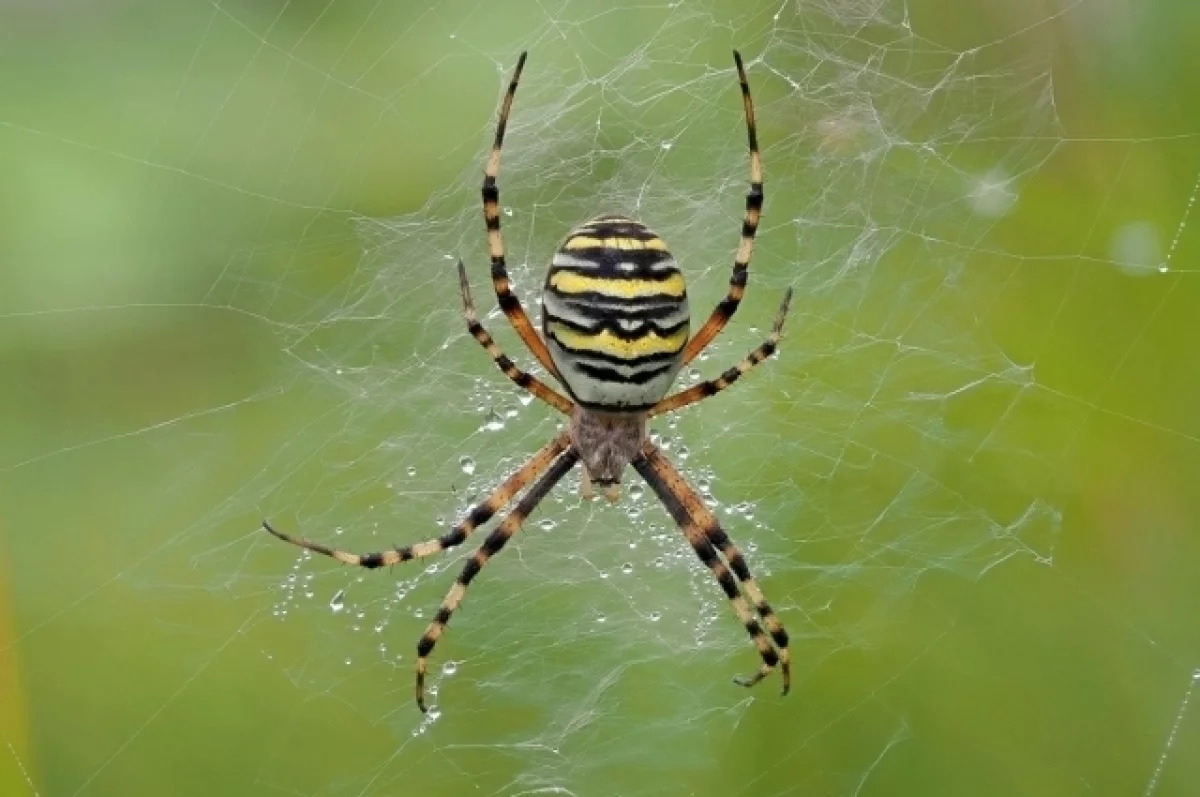 Дачники в зоне риска? Подмосковные участки захватывают пугающие пауки-осы
Дачники в зоне риска? Подмосковные участки захватывают пугающие пауки-осы