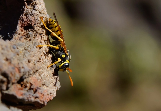 Укус может убить. Эксперт Кифель назвал самых опасных насекомых России
Укус может убить. Эксперт Кифель назвал самых опасных насекомых России