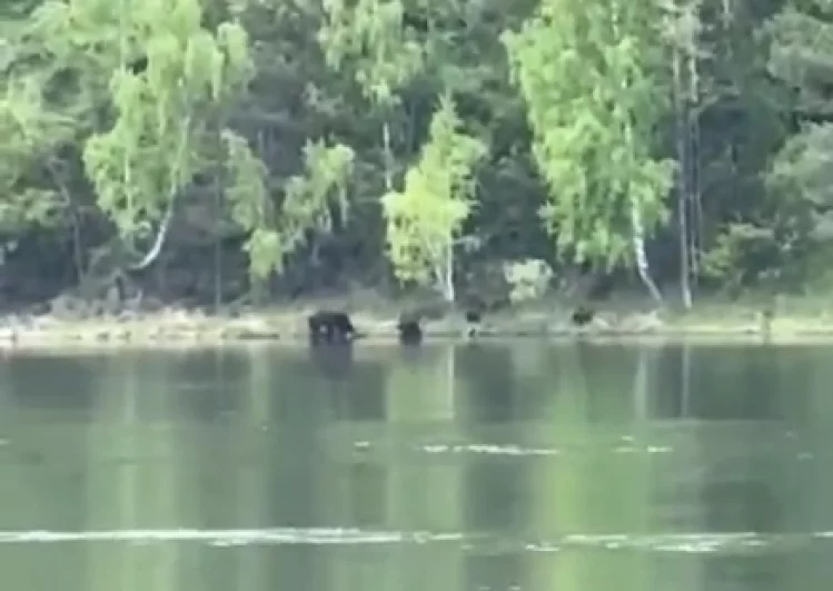 Если рядом зверь. Зоолог Кречмар: кормить медведя – это самоубийство
Если рядом зверь. Зоолог Кречмар: кормить медведя – это самоубийство