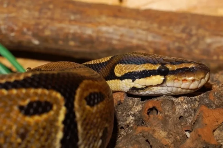 Ученые из США бьют тревогу из-за питонов, поедающих оленей целиком