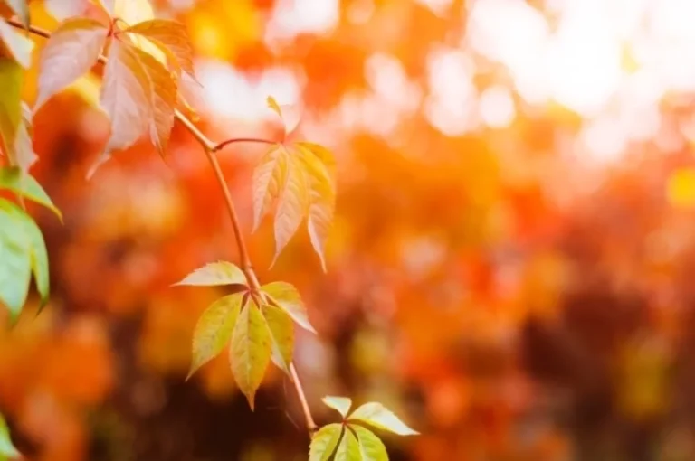 Уж небо осенью дышало… Долгосрочный прогноз погоды на октябрь 2025 г.