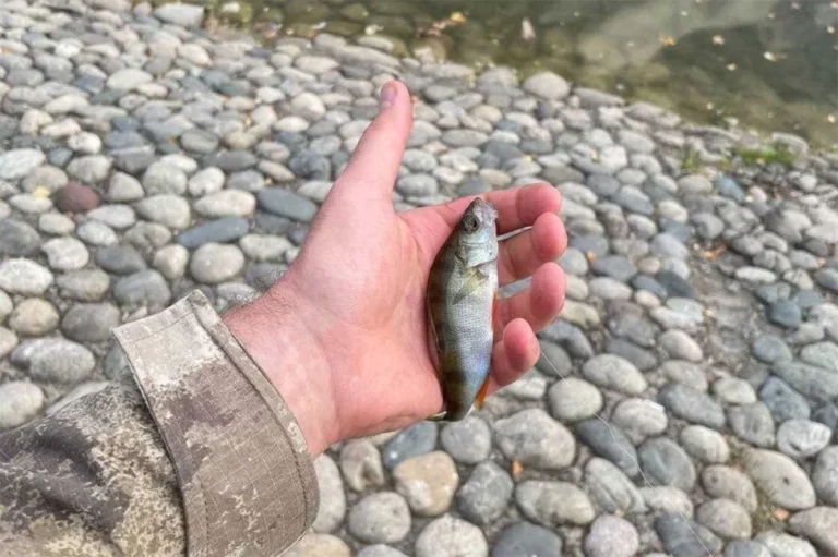 Записки рыбака. Как поймать рыбу в любой луже, или мормышинг — наше всё