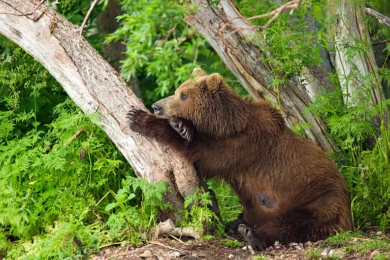 Мать-медведица. Чудо природы в кадре Геннадия Юсина