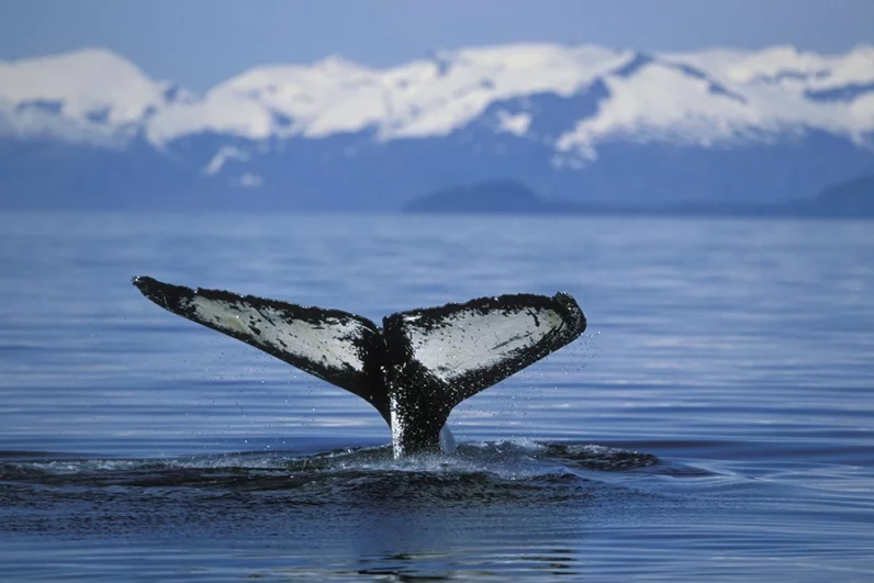 «Мы едва не сошли с ума». Косатки-убийцы атакуют яхты у берегов Европы
«Мы едва не сошли с ума». Косатки-убийцы атакуют яхты у берегов Европы