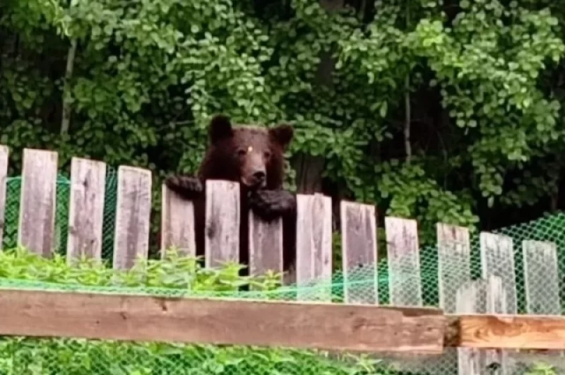 Если рядом зверь. Зоолог Кречмар: кормить медведя – это самоубийство
Если рядом зверь. Зоолог Кречмар: кормить медведя – это самоубийство