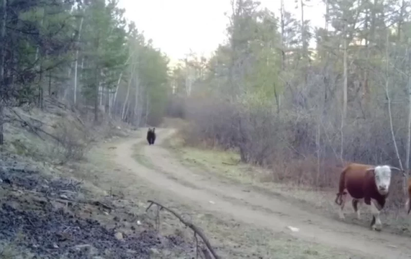 Если рядом зверь. Зоолог Кречмар: кормить медведя – это самоубийство
Если рядом зверь. Зоолог Кречмар: кормить медведя – это самоубийство