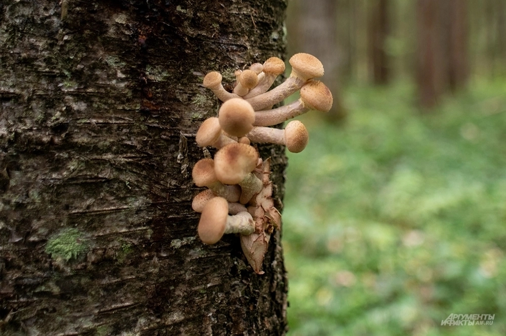 В лукошке — смерть. Миколог Вишневский рассказал о новых ядовитых грибах
В лукошке — смерть. Миколог Вишневский рассказал о новых ядовитых грибах