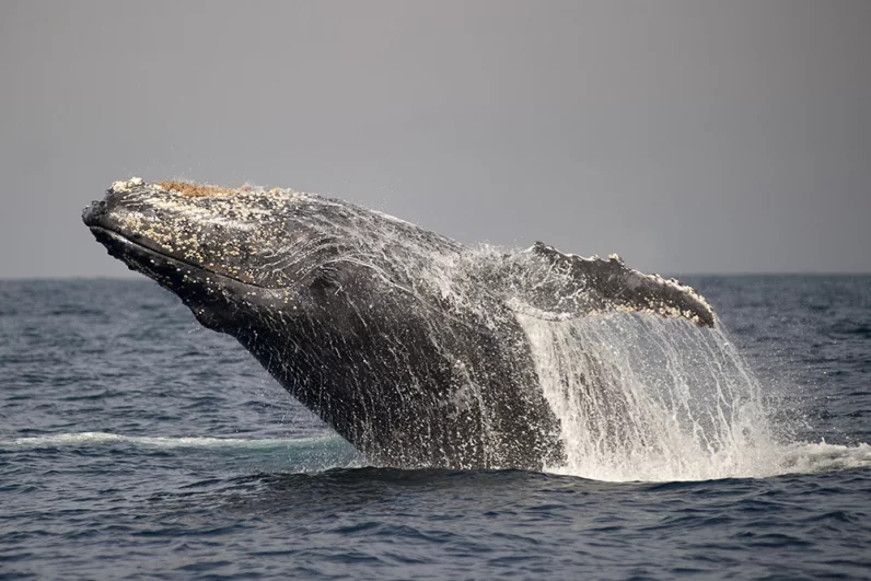 «Мы едва не сошли с ума». Косатки-убийцы атакуют яхты у берегов Европы
«Мы едва не сошли с ума». Косатки-убийцы атакуют яхты у берегов Европы