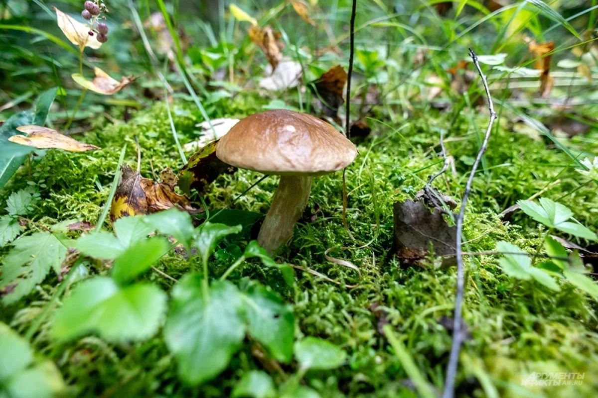 Миколог Дьяков: стартовал сезон, когда можно найти летние и осенние грибы
Миколог Дьяков: стартовал сезон, когда можно найти летние и осенние грибы