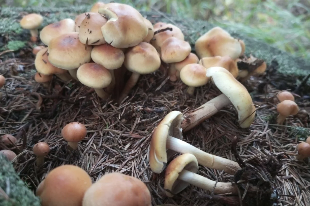 В лукошке — смерть. Миколог Вишневский рассказал о новых ядовитых грибах
В лукошке — смерть. Миколог Вишневский рассказал о новых ядовитых грибах