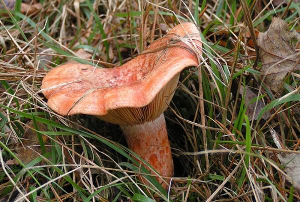 Рыжики грибы – фото, описание и как не перепутать с ложными Рыжики грибы – фото, описание и как не перепутать с ложными