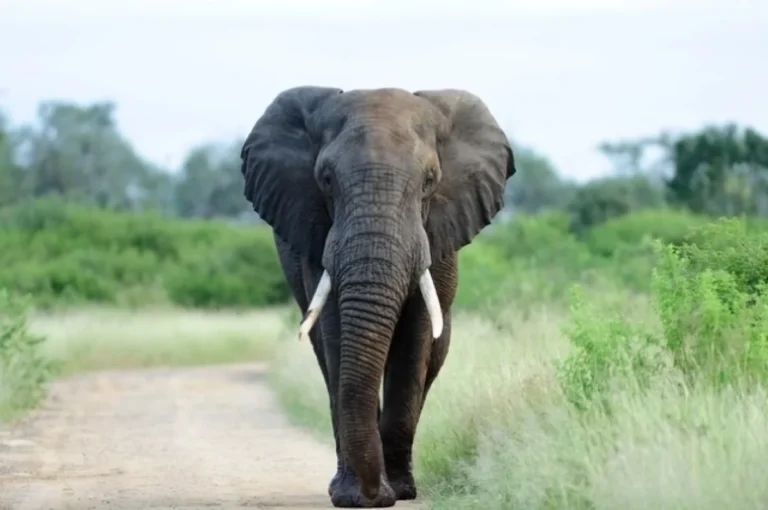 ARO: в Турции обнаружили останки гигантских слонов возрастом 7,7 млн лет