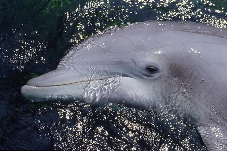 «Мы едва не сошли с ума». Косатки-убийцы атакуют яхты у берегов Европы
«Мы едва не сошли с ума». Косатки-убийцы атакуют яхты у берегов Европы