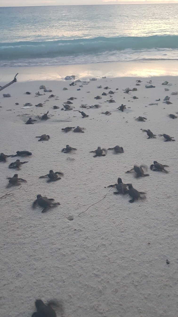 Бросила все ради черепах. 64-летняя москвичка борется с браконьерами на Бали
Бросила все ради черепах. 64-летняя москвичка борется с браконьерами на Бали