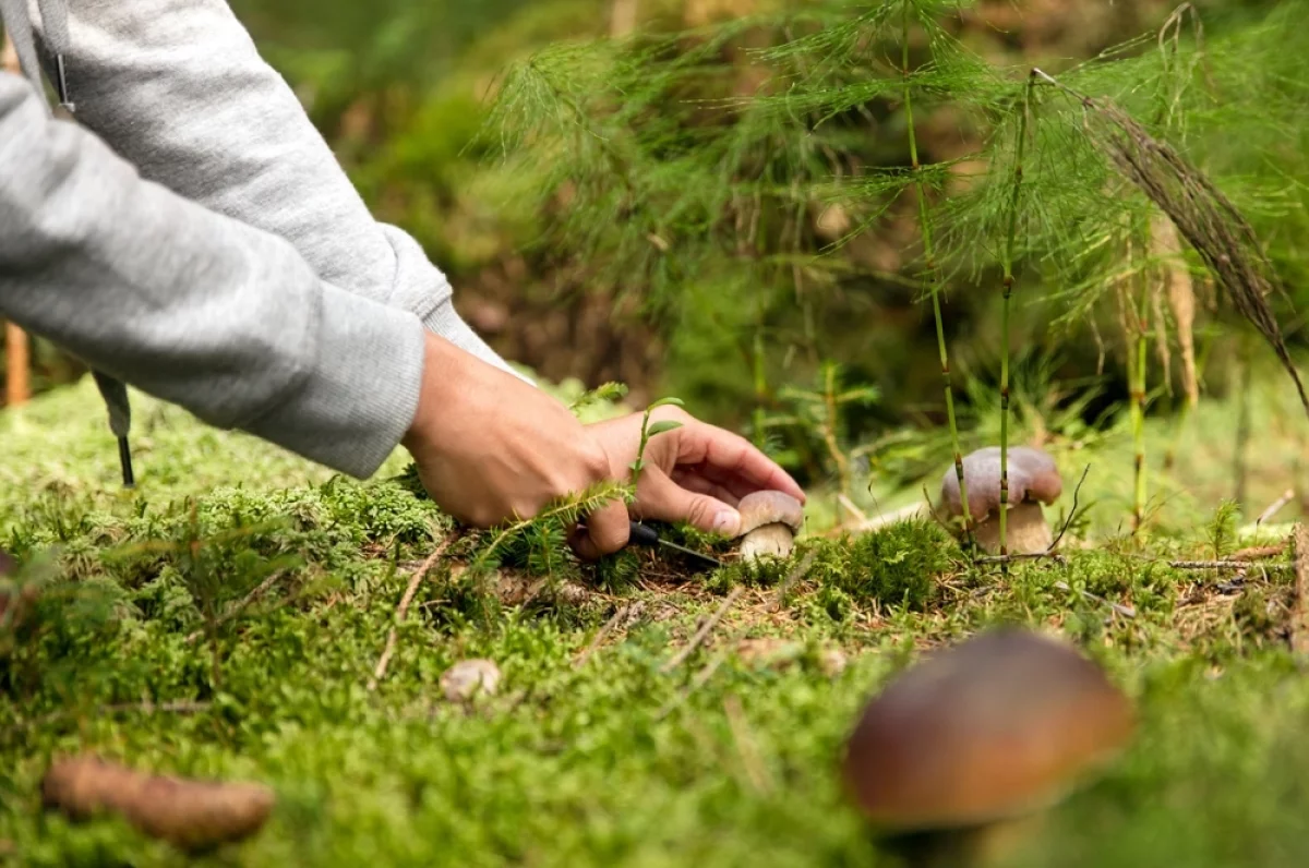 Выкручивать или срезать? Миколог поставил точку в споре, как собирать грибы
Выкручивать или срезать? Миколог поставил точку в споре, как собирать грибы
