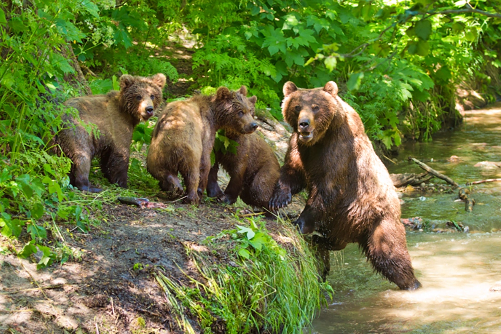 «Они уже раскапывают могилы». Почему встреч с медведями стало больше?
«Они уже раскапывают могилы». Почему встреч с медведями стало больше?