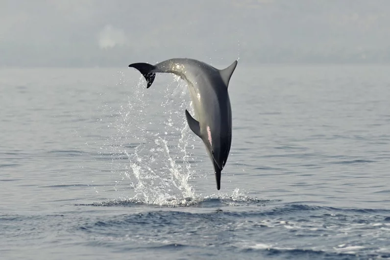 «Мы едва не сошли с ума». Косатки-убийцы атакуют яхты у берегов Европы
«Мы едва не сошли с ума». Косатки-убийцы атакуют яхты у берегов Европы