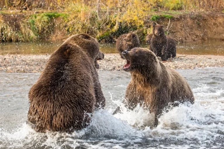 «Они уже раскапывают могилы». Почему встреч с медведями стало больше?