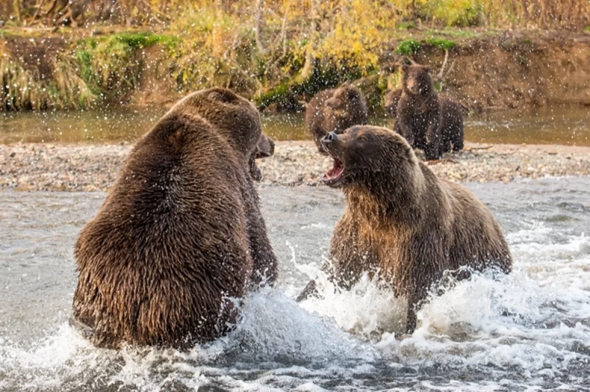 «Они уже раскапывают могилы». Почему встреч с медведями стало больше?
«Они уже раскапывают могилы». Почему встреч с медведями стало больше?