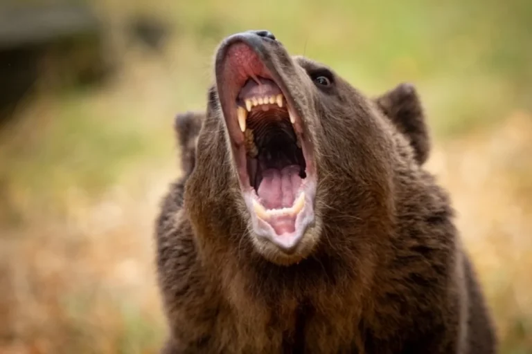 Если рядом зверь. Зоолог Кречмар: кормить медведя – это самоубийство