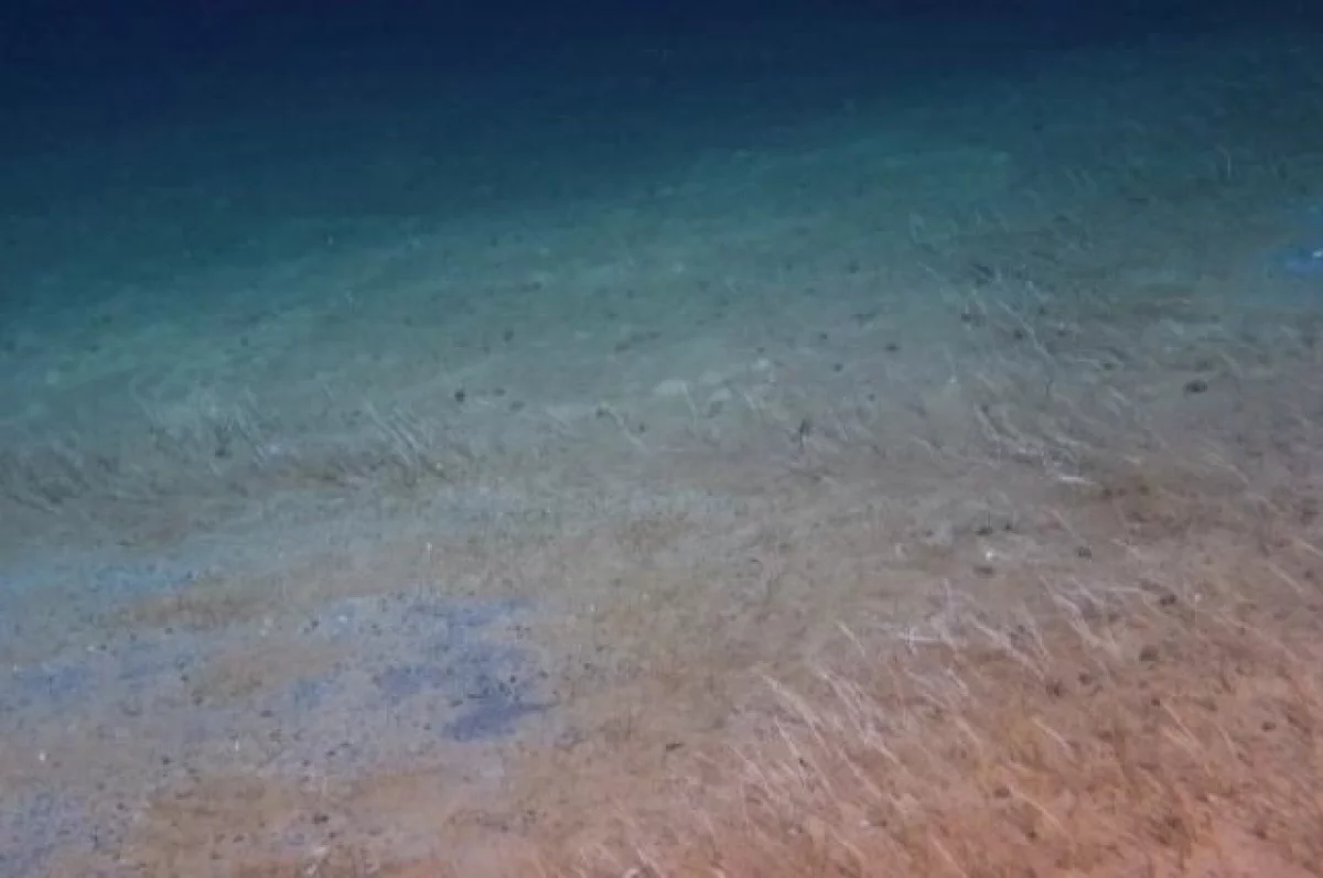 Экзотика океана. Китайский аппарат нашёл у Камчатки необычную форму жизни
Экзотика океана. Китайский аппарат нашёл у Камчатки необычную форму жизни