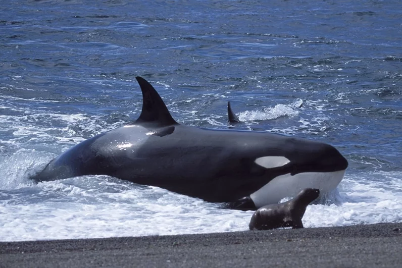 «Мы едва не сошли с ума». Косатки-убийцы атакуют яхты у берегов Европы
«Мы едва не сошли с ума». Косатки-убийцы атакуют яхты у берегов Европы