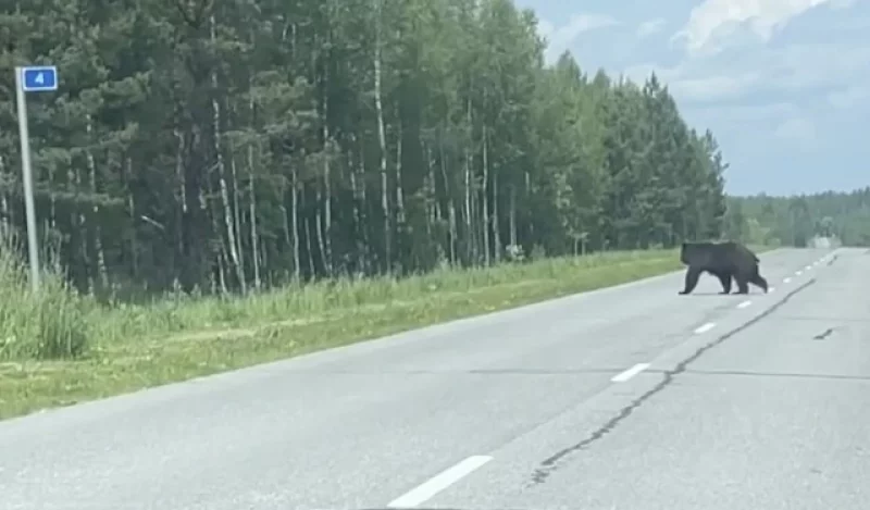 Если рядом зверь. Зоолог Кречмар: кормить медведя – это самоубийство
Если рядом зверь. Зоолог Кречмар: кормить медведя – это самоубийство