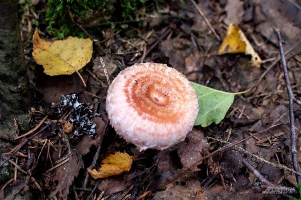 Рыжики грибы – фото, описание и как не перепутать с ложными Рыжики грибы – фото, описание и как не перепутать с ложными