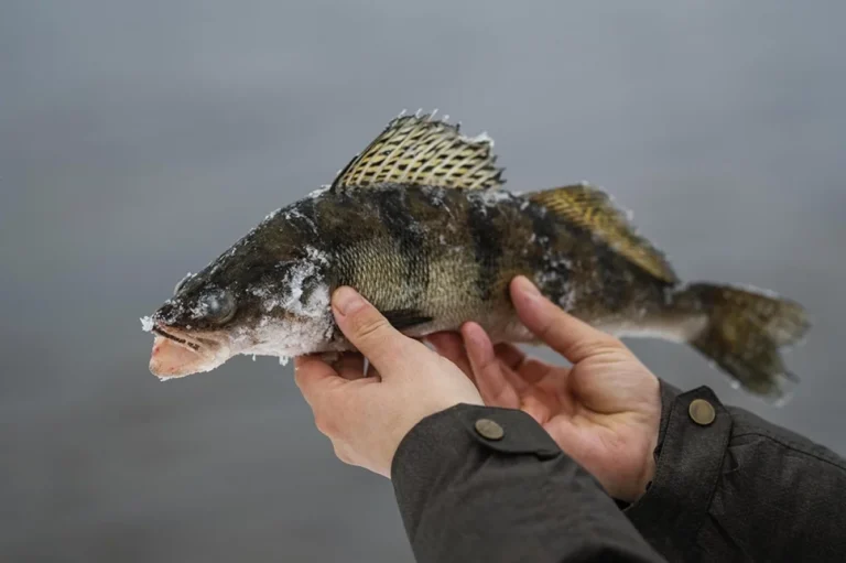 Записки рыбака. С чем идти на щуку и окуня в сентябре