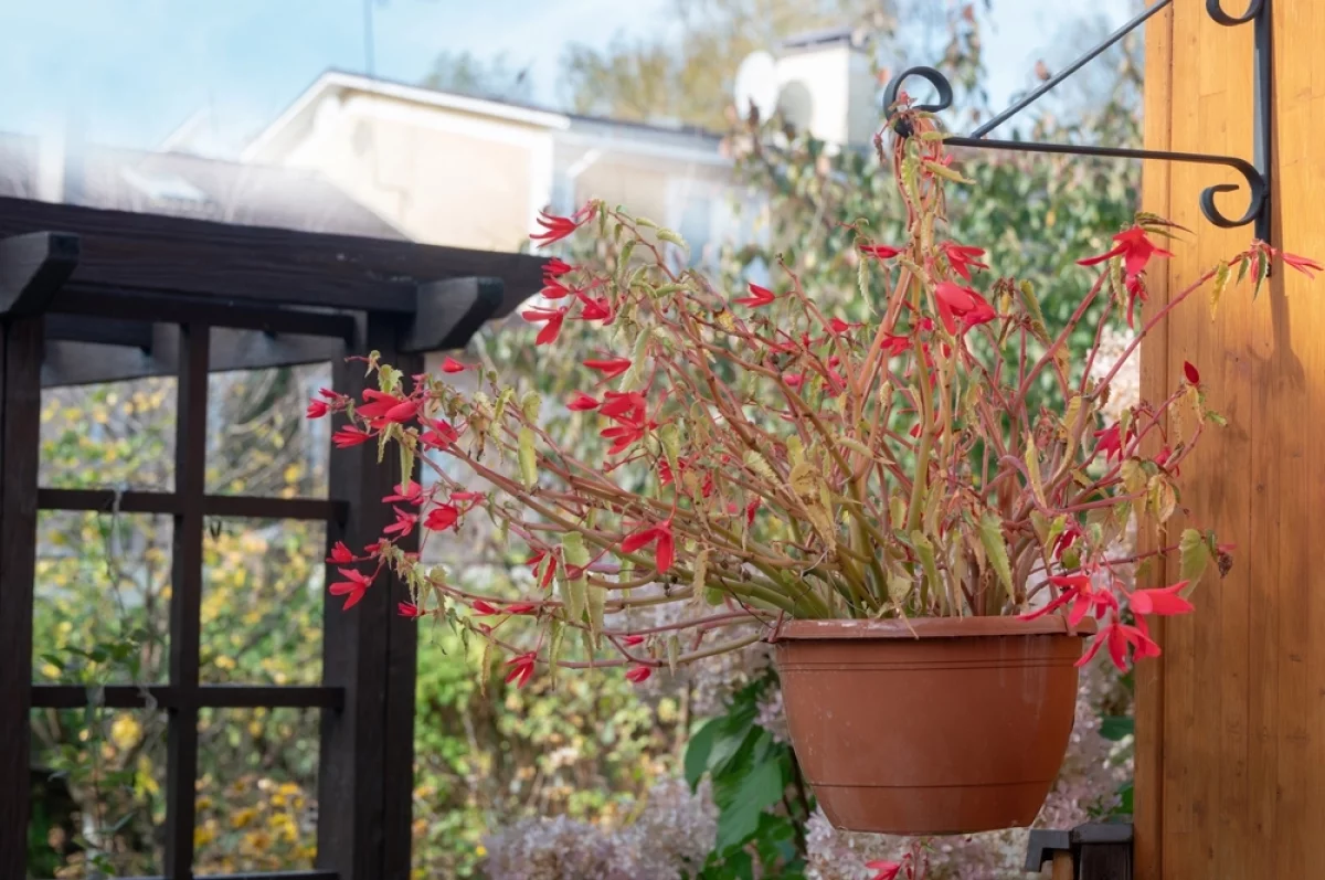 Дачный гороскоп на октябрь для всех знаков зодиака
Дачный гороскоп на октябрь для всех знаков зодиака