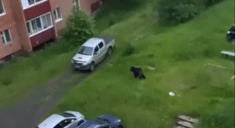 Если рядом зверь. Зоолог Кречмар: кормить медведя – это самоубийство
Если рядом зверь. Зоолог Кречмар: кормить медведя – это самоубийство