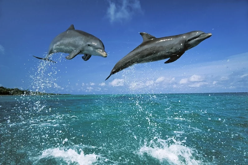 «Мы едва не сошли с ума». Косатки-убийцы атакуют яхты у берегов Европы
«Мы едва не сошли с ума». Косатки-убийцы атакуют яхты у берегов Европы