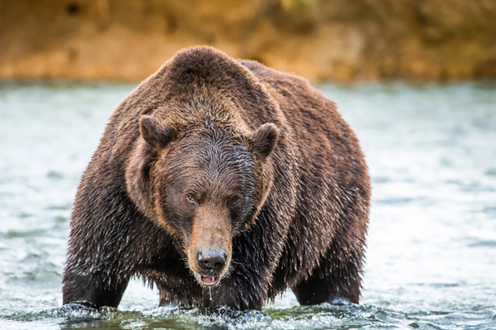 «Они уже раскапывают могилы». Почему встреч с медведями стало больше?
«Они уже раскапывают могилы». Почему встреч с медведями стало больше?